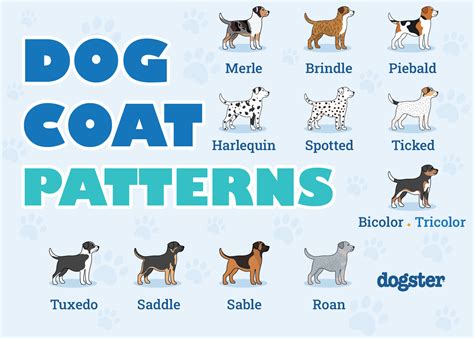 Ideas For Dog Coat Colors And Patterns