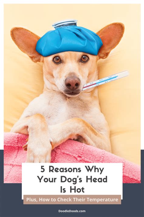 Ideas For Dogs Head Is Hot