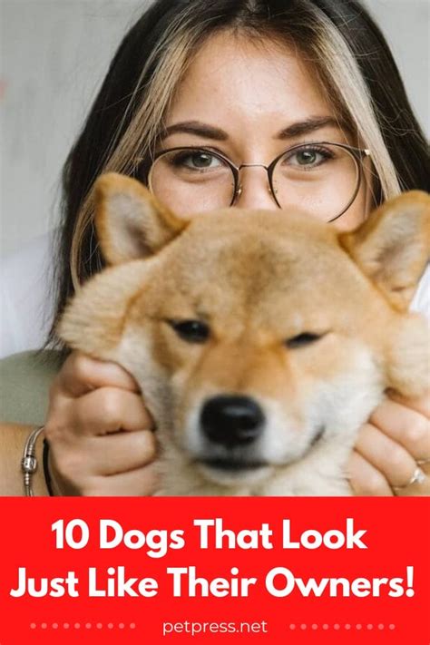 Ideas For Dogs Look Like Their Owners