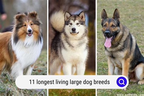 Ideas For Dogs That Live The Longest
