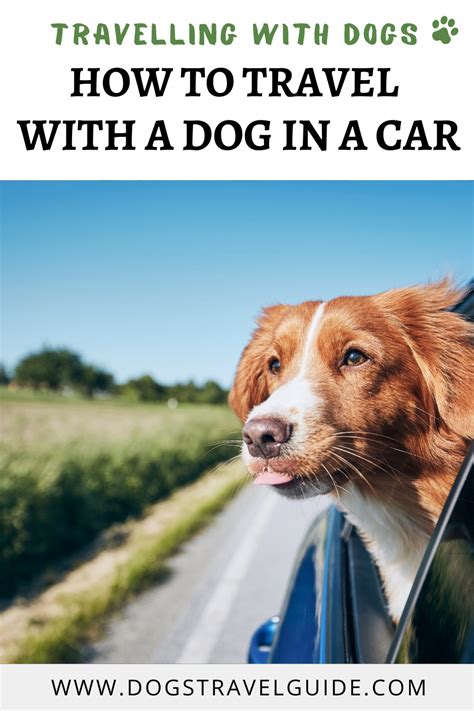 Ideas For Dogs Travel