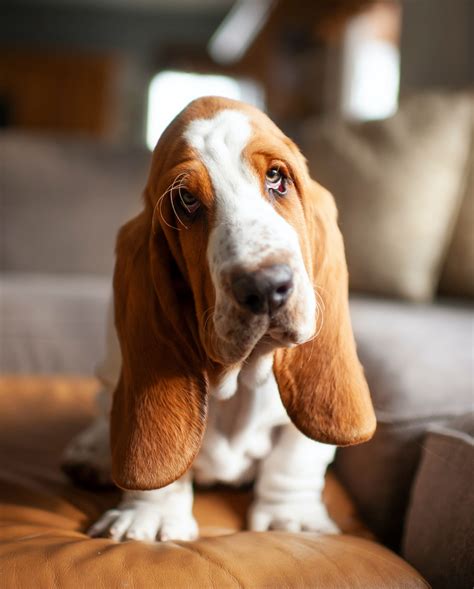 Ideas For Dogs With Long Ears