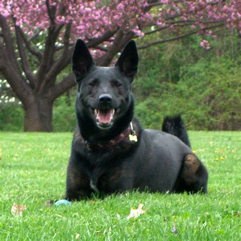 Ideas For Dutch Shepherd Short Hair