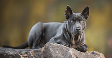 Ideas For Exotic Dog Breed