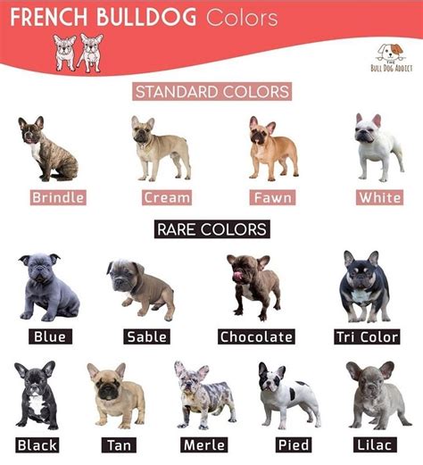 Ideas For French Bulldog Colors