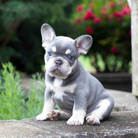 Ideas For French Bullpug