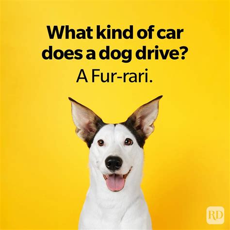 Ideas For Funny Jokes Dogs