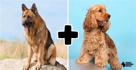 Ideas For German Shepherd Cocker Spaniel Mix