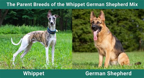 Ideas For German Shepherd Whippet Mix