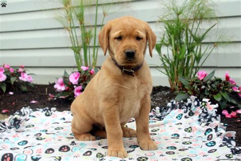 Ideas For Golden Labrador