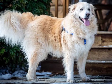 Ideas For Golden Retriever Great Pyrenees Mix