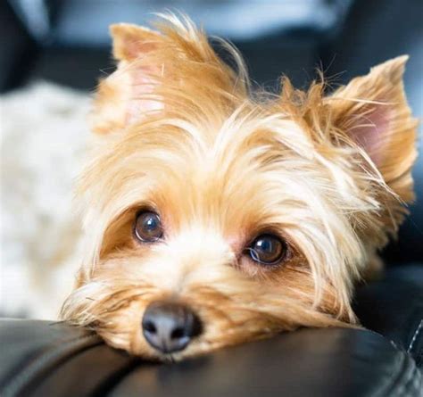Ideas For Golden Yorkie