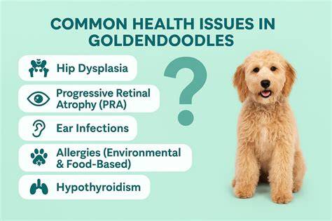 Ideas For Health Issues Goldendoodles