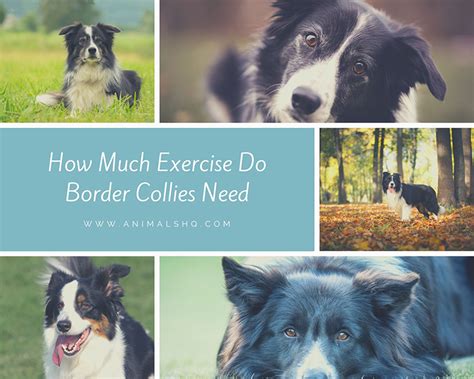 Ideas For How Much Exercise Does A Border Collie Need