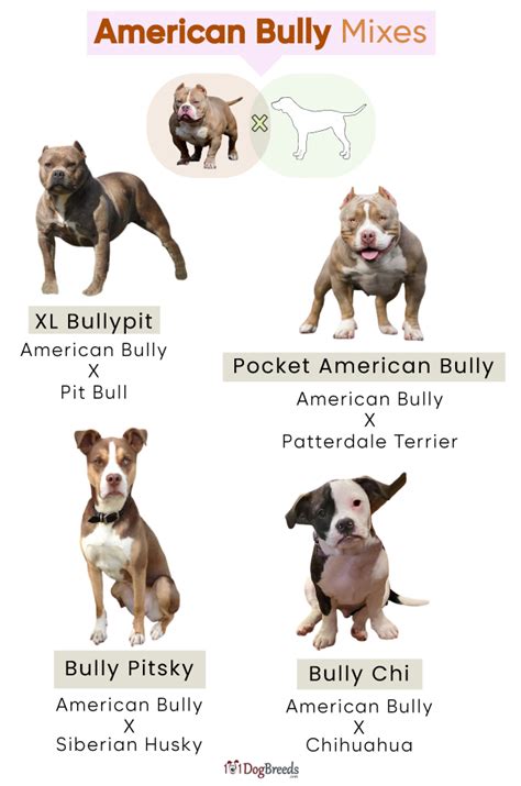 Ideas For How To Make A Bully Dog