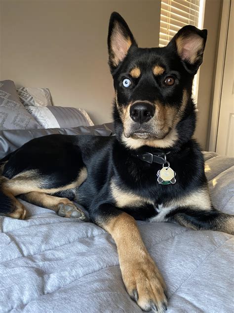 Ideas For Husky X Rottweiler