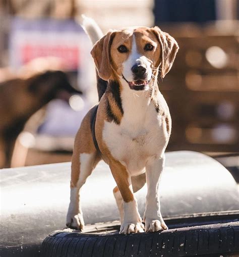Ideas For Jack Russell Cross Beagle