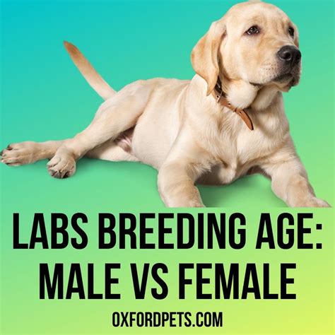 Ideas For Lab Breed Info
