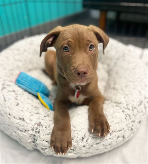 Ideas For Lab Pit Mix Puppy