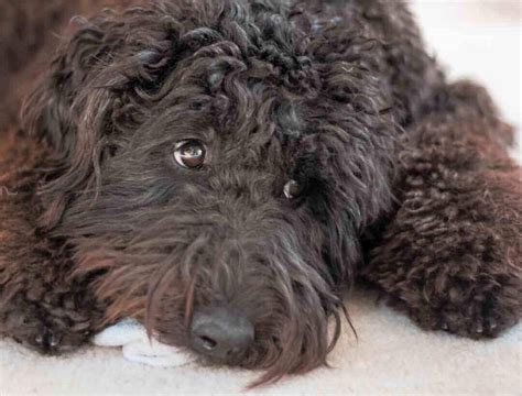 Ideas For Labradoodle Bad Traits