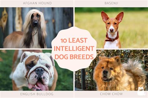 Ideas For Least Intelligent Dog Breeds
