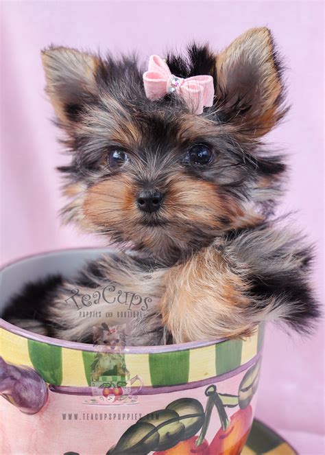 Ideas For Local Teacup Yorkies For Sale