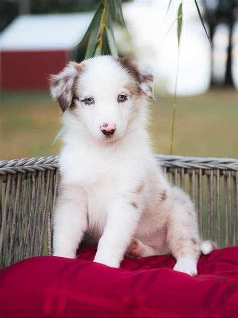 Ideas For Merle Collie