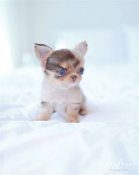 Ideas For Micro Chihuahuas For Sale