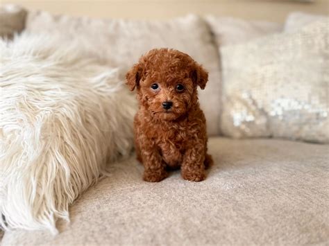 Ideas For Micro Toy Poodle