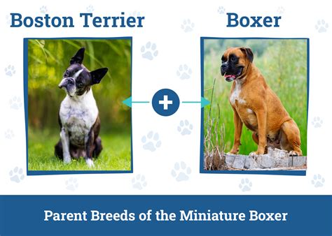 Ideas For Miniature Boxers