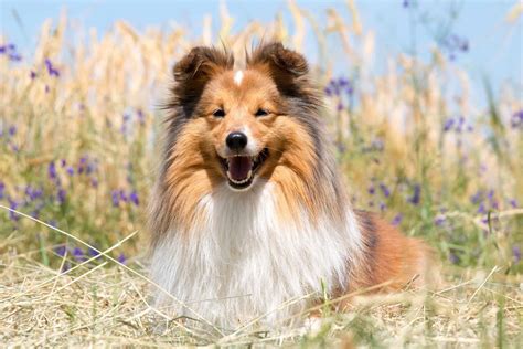 Ideas For Miniature Collie