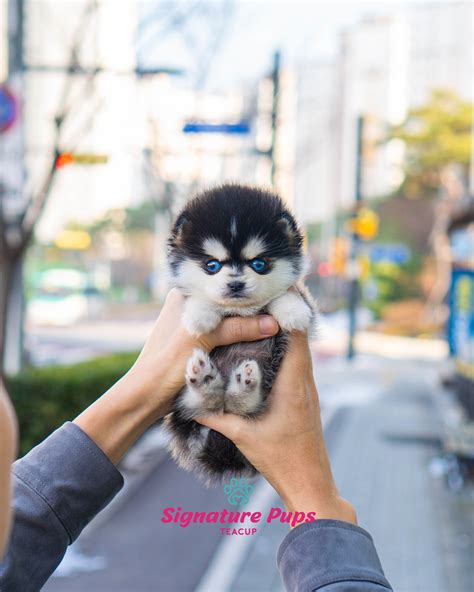 Ideas For Miniature Pomsky