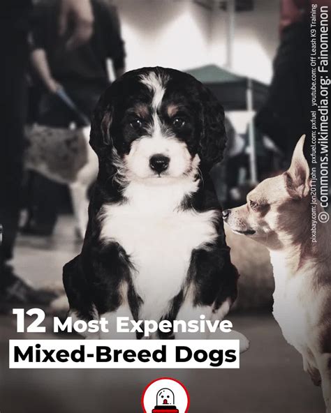 Ideas For Mixing Breeds Of Dogs
