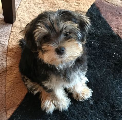 Ideas For Morkie Pups