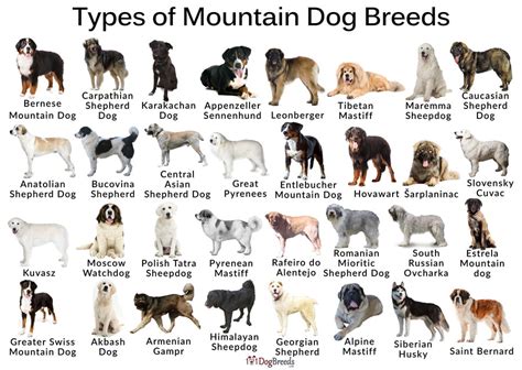 Ideas For Mountain Dogs Types
