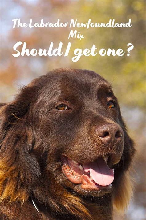 Ideas For Newfoundland Lab Mix