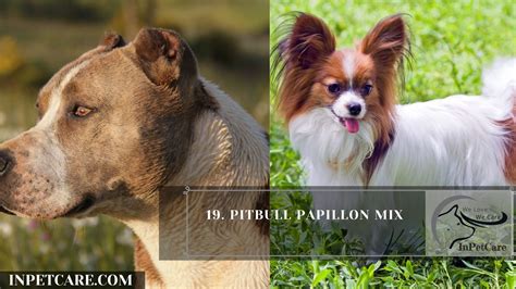 Ideas For Pitbull Papillon Mix