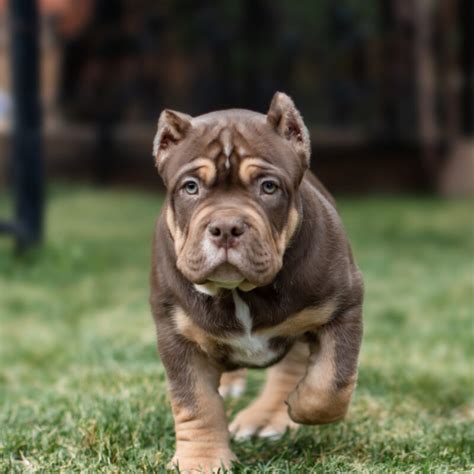 Ideas For Pocket Bully Dog