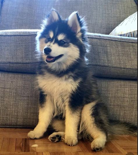Ideas For Pomeranian With Husky