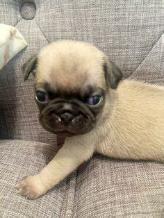 Ideas For Pug Zu For Sale