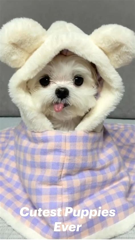 Ideas For Puppies Forever