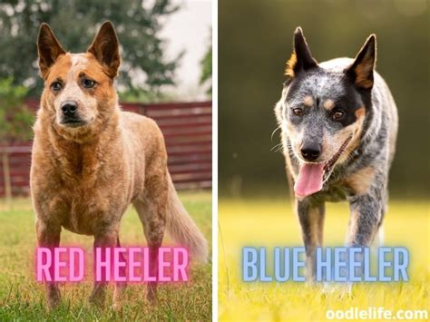 Ideas For Red Blue Heeler