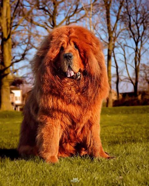 Ideas For Red Tibetan Mastiff