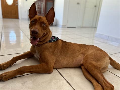 Ideas For Ridgeback Husky Mix