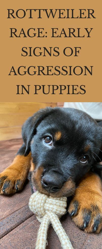 Ideas For Rottweiler Aggression