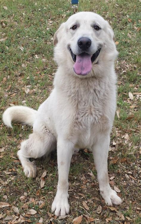 Ideas For Shepherd Pyrenees Mix