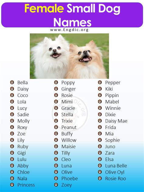 Ideas For Small Female Dog Names