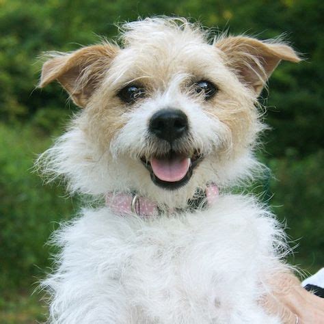 Ideas For Small Mixed Breed Dogs