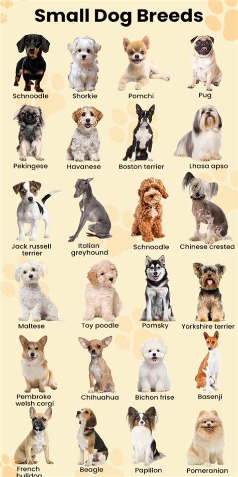 Ideas For Sweet Dogs Breeds