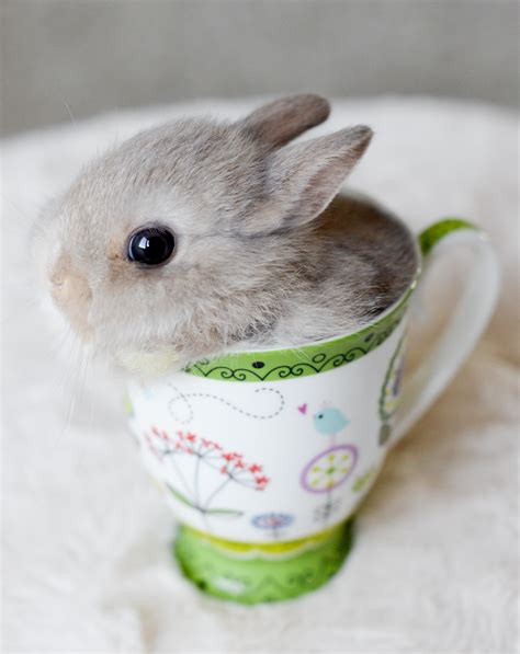 Ideas For Teacup Animals